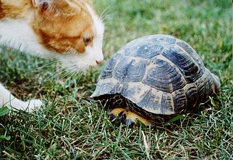 Katze mit Schildkröte